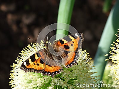 An orange butterfly sat on the inflorescence of an onion plant Stock Photo
