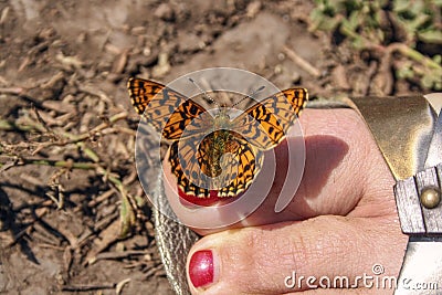 Orange butterfly sits on toes with red nail polish Stock Photo