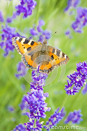 Small tortoiseshell - Aglais urticae - butterfly on violet lavender Stock Photo