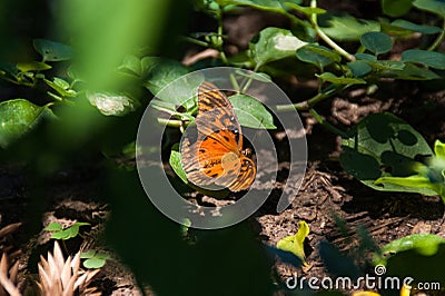 Orange butterfly standing at the garden Stock Photo