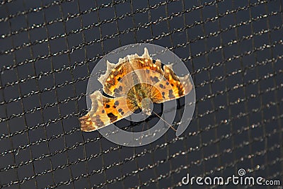 Orange butterfly on the trampoline safety net against black background Stock Photo