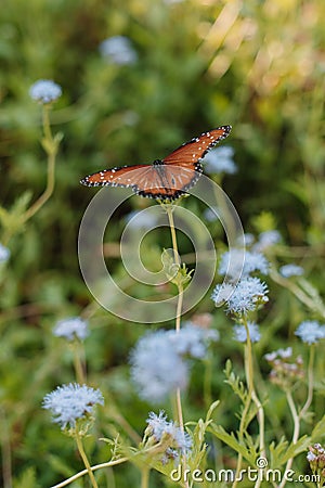 Orange Butterfly on Blue Wildflower Stock Photo