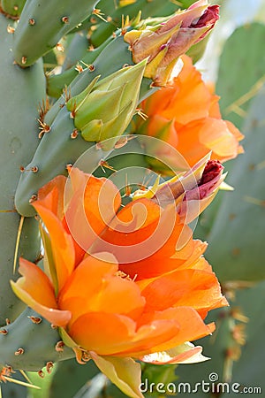 Orange cacti bloom Stock Photo