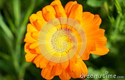 Orange calendula flower close up pollen wallpaper background Stock Photo