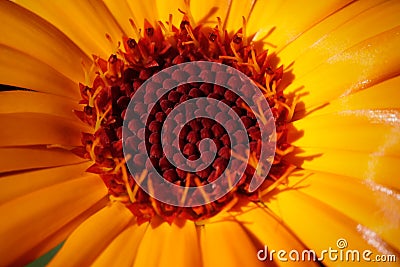 Orange Calendula officinalis flower closeup. Beautiful detail Stock Photo