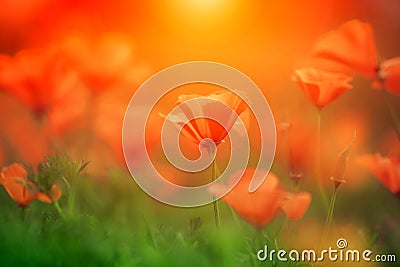 Orange california poppy in the sun Stock Photo