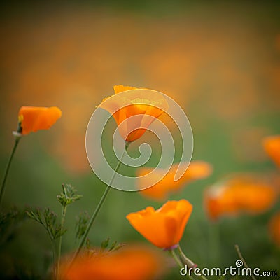 Orange california poppy in the sun Stock Photo