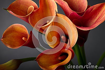 Orange Calla lilies(Zantedeschia) over black Stock Photo