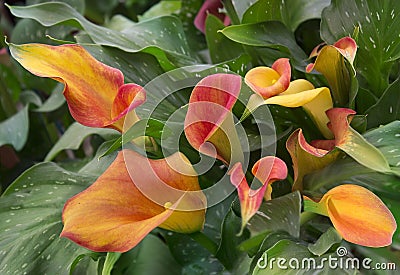 Orange calla lily with many leaves Stock Photo