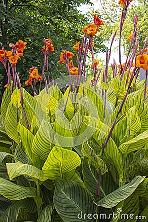 Orange canna lilies in a garden Stock Photo