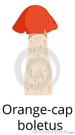 Orange cap boletus icon. Cartoon forest mushroom Vector Illustration