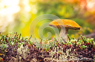 Orange-cap boletus Mushroom Autumn Nature Stock Photo