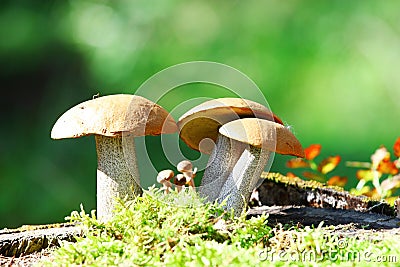 Orange Cap Boletus mushrooms Stock Photo