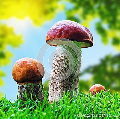 Orange Cap Boletus mushrooms growing in the forest Stock Photo