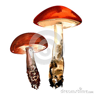 Orange-cap boletus mushrooms isolated on white Stock Photo