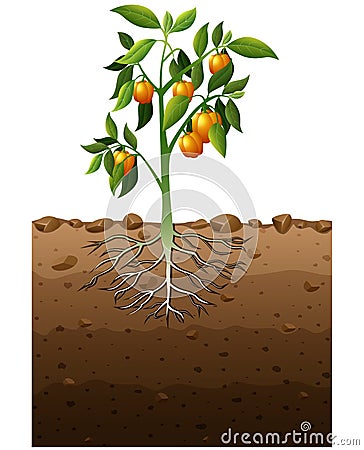 Orange capsicum plant with root underground illustration Vector Illustration