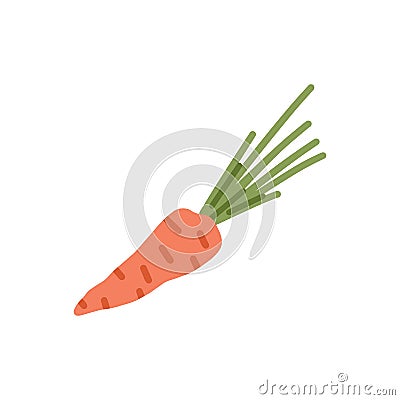 Orange carrot with top leaf. Fresh root vegetable. Carotene food with leaves. Crunchy tuber icon. Simple doodle veggie Vector Illustration