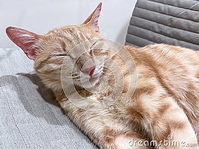 Orange Cat Dozing with Half-Closed Eyes Stock Photo