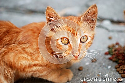 Orange cat eat granule Stock Photo