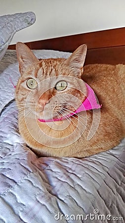 Orange cat lying on the pink bed Stock Photo