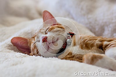 Orange cat sleeping peacefully Stock Photo