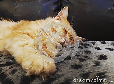 Cat be sleep Stock Photo