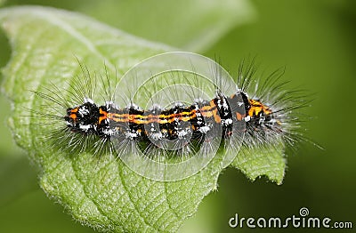 Orange caterpillar Stock Photo