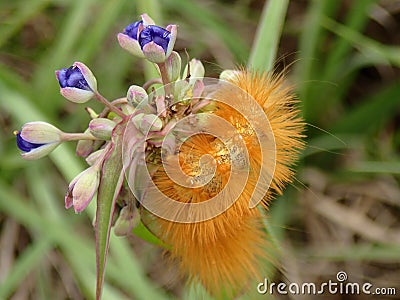 Orange caterpillar Stock Photo