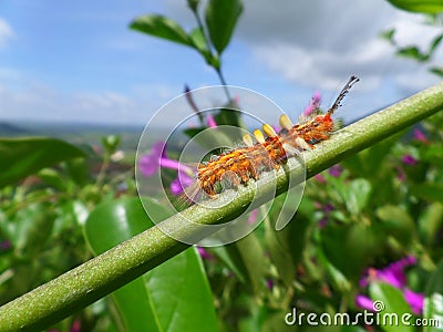 Orange Caterpillar climbing up on the Green Branch against blue sky Stock Photo