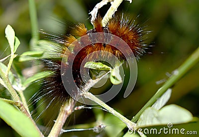 Orange caterpillar with white and black hair on the leaf in tropical forest Stock Photo