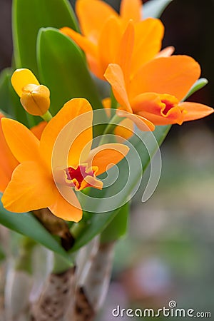 Orange Cattleya orchid, Guarianthe aurantiaca, inflorescence Stock Photo