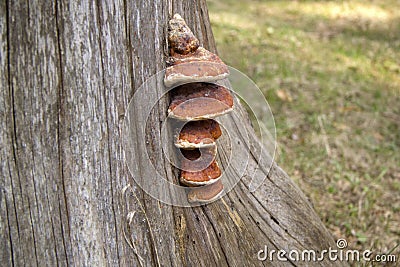 Orange chaga mushrooms that grow on an old stump. Inonotus obliquus Stock Photo