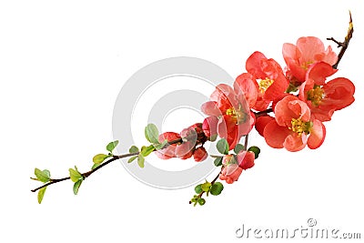 Orange Cherry Blossom Stock Photo