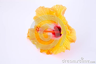 Orange Chinese rose flower isolated Stock Photo