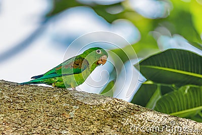 Orange-chinned parakeet (Brotogeris jugularis), Rionegro, Antioquia department. Wildlife and birdwatching in Colombia. Stock Photo