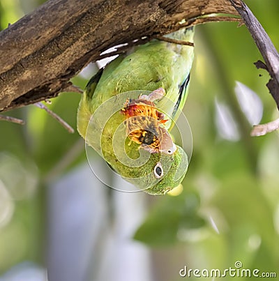 Orange-chinned, or Tovi parakeet Stock Photo