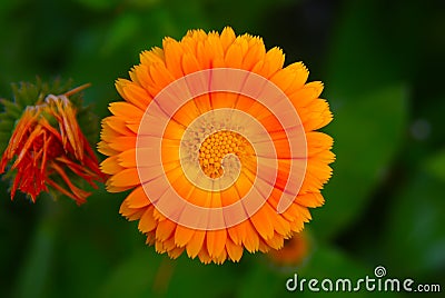 Orange Chrysanthemum Stock Photo