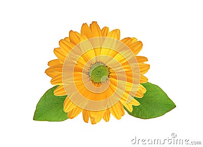 Orange chrysanthemum flower Stock Photo