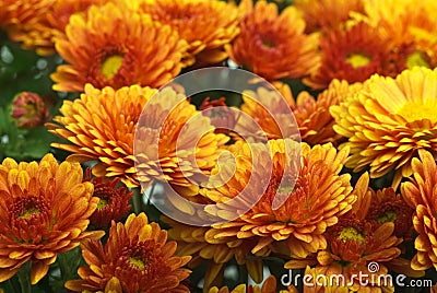 Orange chrysanthemum flowers Stock Photo