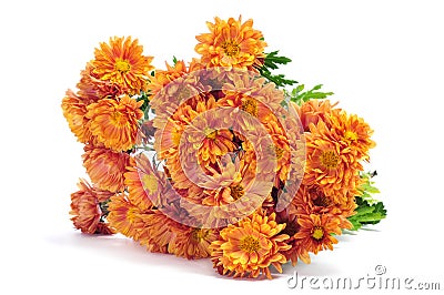 Orange chrysanthemums Stock Photo