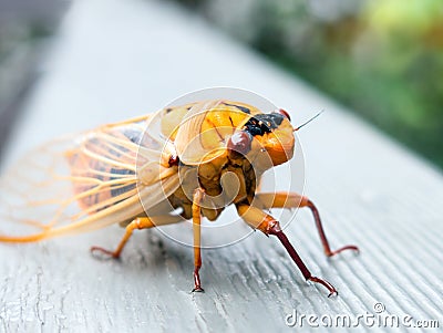 Orange Cicada Stock Photo