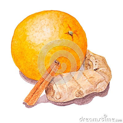 Orange, cinnamon, ginger, watercolor Cartoon Illustration