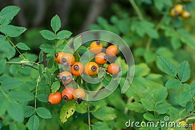 Orange citrus fruits hanging from plant Stock Photo