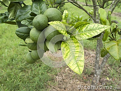 Citrus greening HLB huanglongbing yellow dragon diseased leaves and fruits Stock Photo