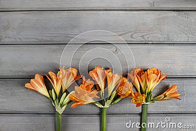 Orange clivia flower on wooden background Stock Photo