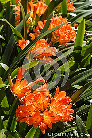 Orange clivia flowers Stock Photo