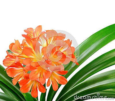 Orange Clivia miniata Stock Photo