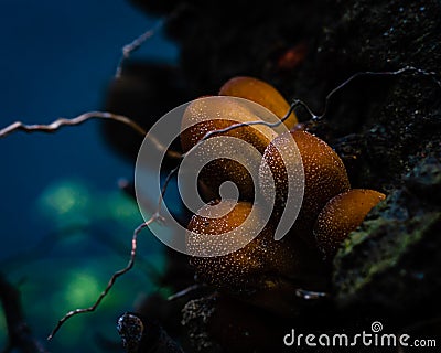 Close up image of orange closed mica cap mushrooms Stock Photo