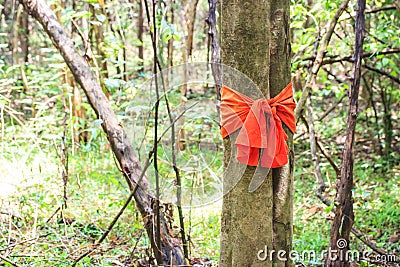 Orange cloth tie the tree, Clerics trees. Stock Photo
