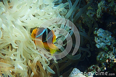 Orange clown fish Stock Photo